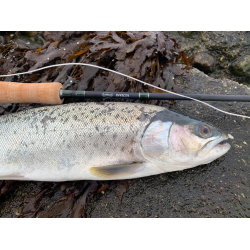 LeMaxx Invicta Fluest     #6