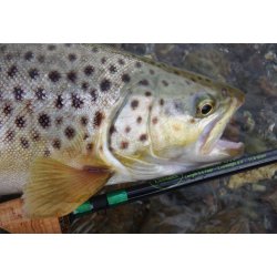 LeMaxx Xcellent SW #4