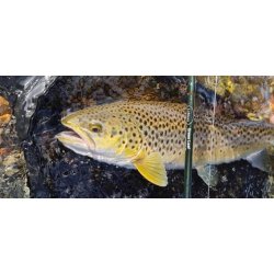 LeMaxx Green Leaf #2